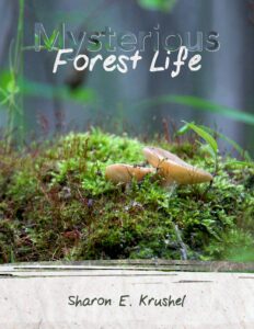 Mysterious Forest Life FInal V2 Reduced